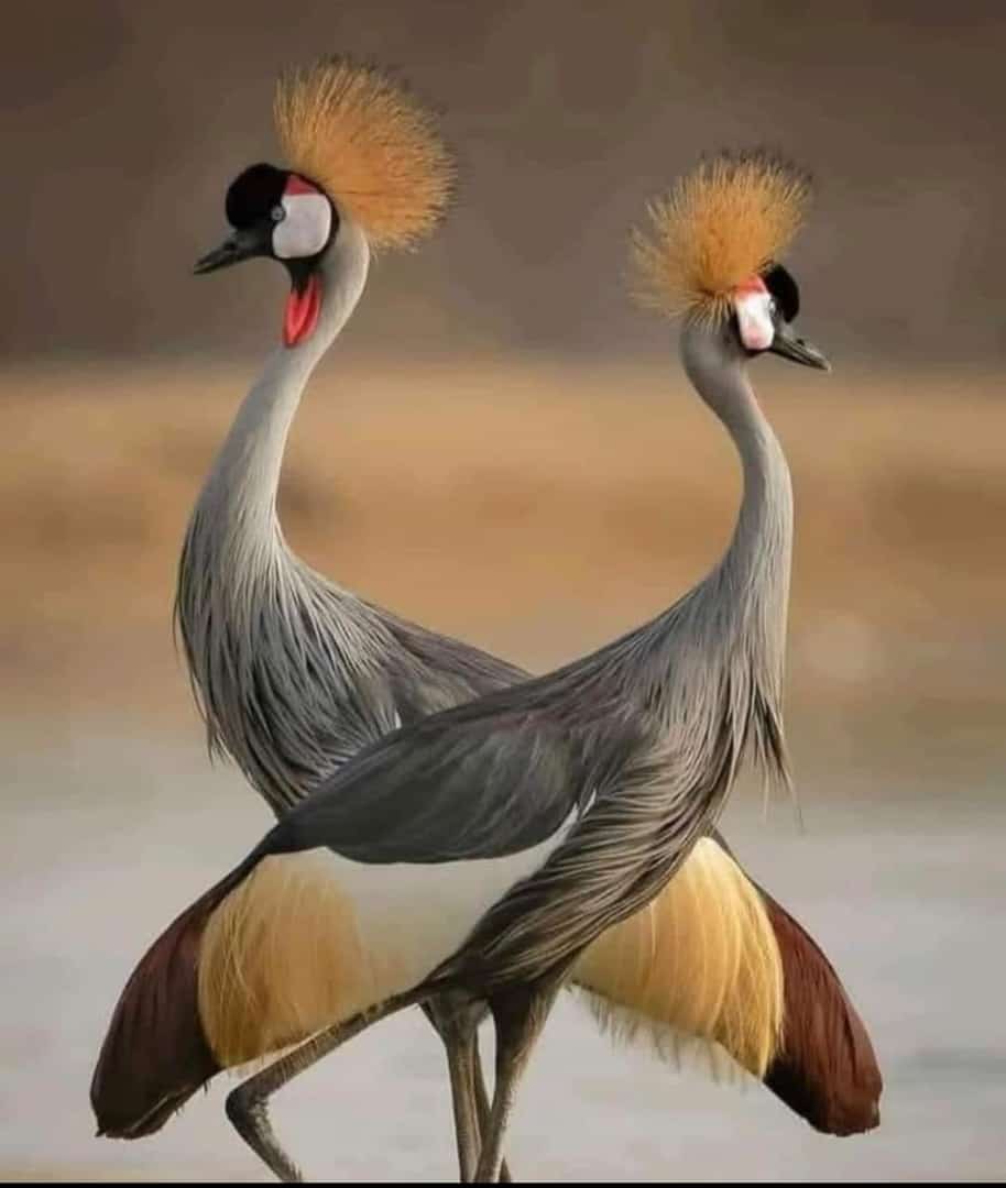 Cranes background